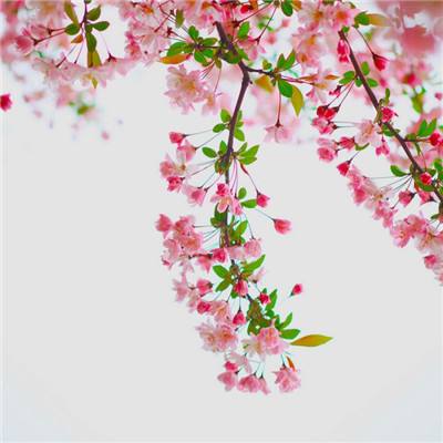 炫龙记九游版下载